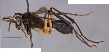 Media type: image;   Entomology 26748 Aspect: habitus lateral view